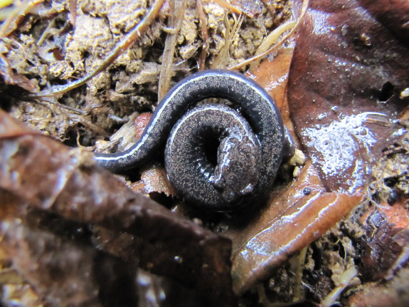 Curled up salamander