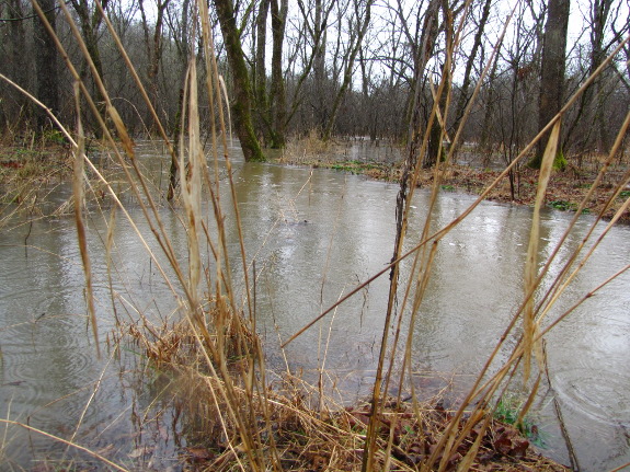 Flooded creek