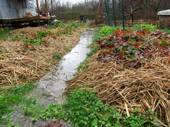 Flooded garden