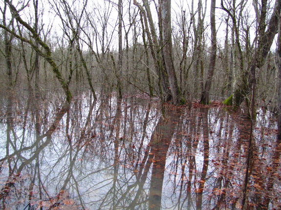 Floodplain