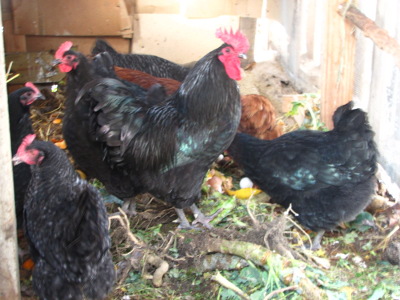Cooped up chickens