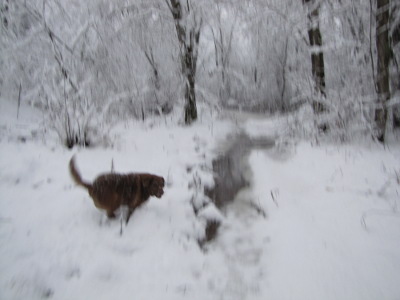 Dog in snowy woods