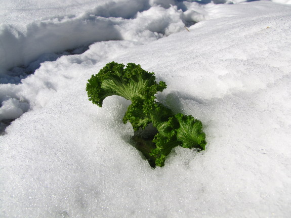 Mustard greens in the snow