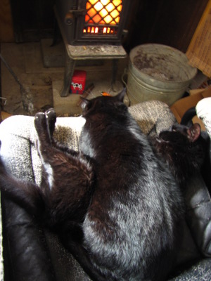 Cats in front of the fire