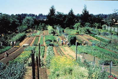 Grow biointensive garden