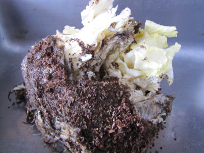 Split cabbage