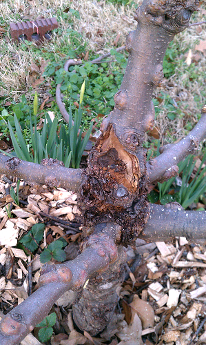 Burr knot in an apple tree