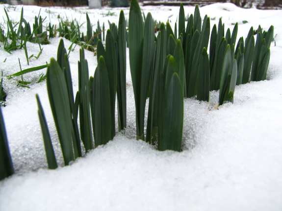 Daffodil leaves in the snow
