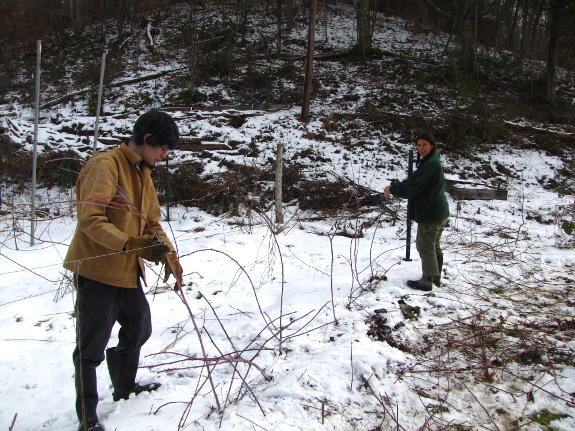 Pruning raspberries