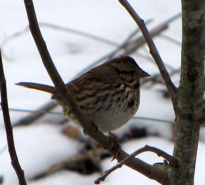 Song sparrow