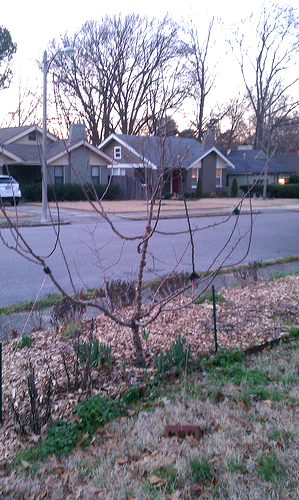 Young apple tree