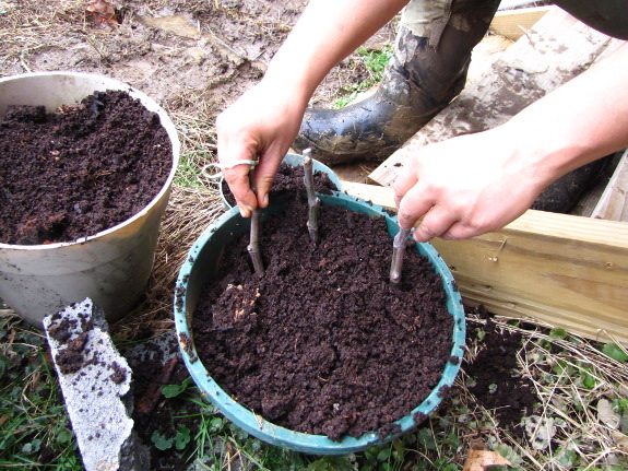 Fig hardwood cuttings