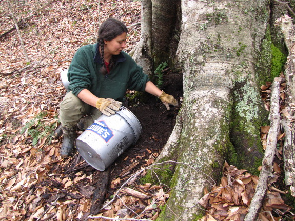 Gathering stump dirt