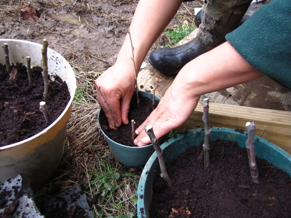 Gooseberry cuttings