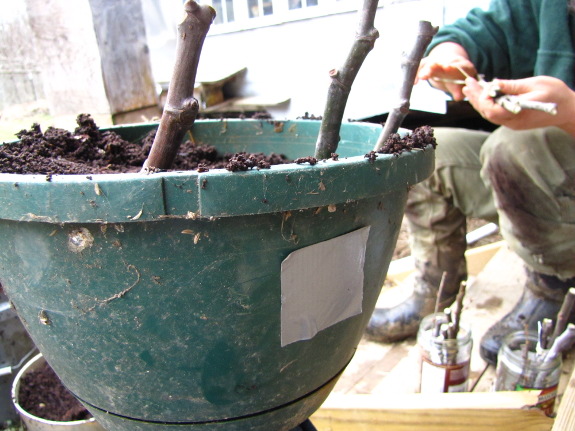Potting fig cuttings