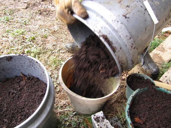 Pouring stump dirt