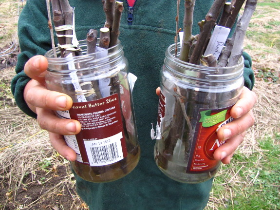 Experimental cuttings and control cuttings