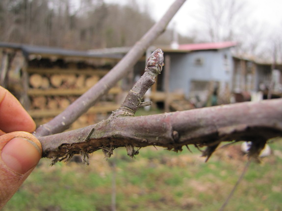 Apple flower bud