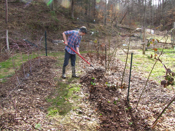 Raking back mulch