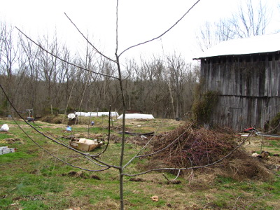 Train apple tree