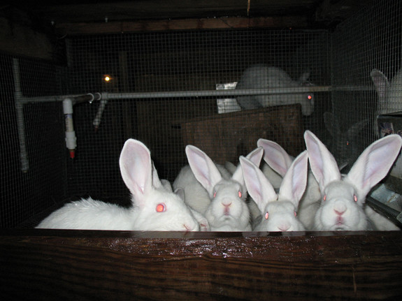 Broiler rabbits