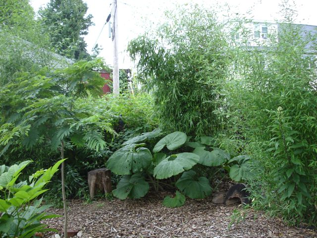 Mimosa forest garden