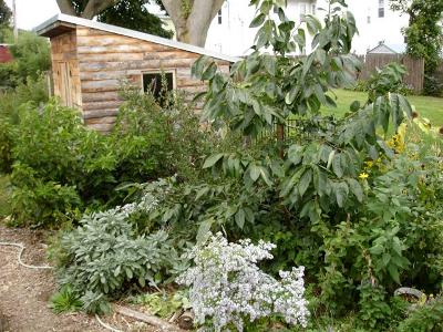 Toensmeier's forest garden