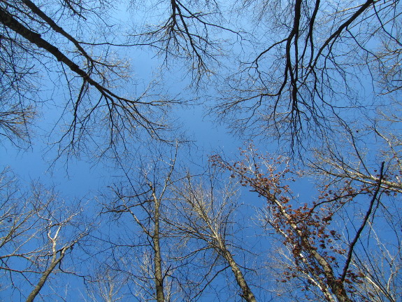 Closed canopy