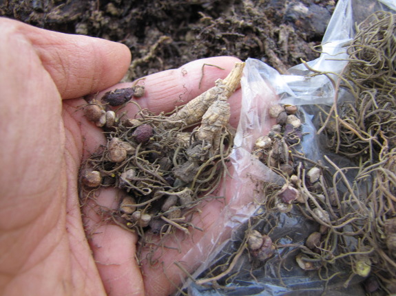 Dried ginseng seeds