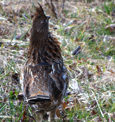 Ruffed Grouse