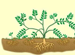 Rooting cuttings