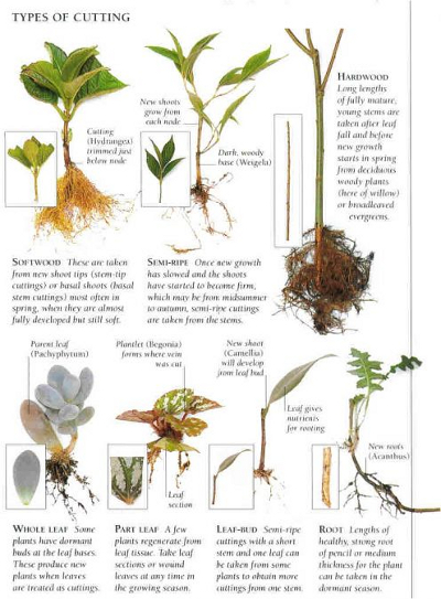 Types of cuttings