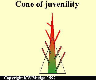 Cone of juvenility