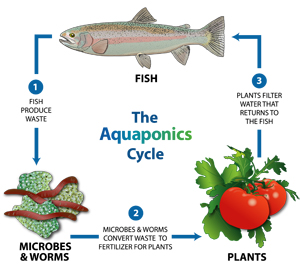 Aquaponic cycle