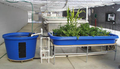 Aquaponic example