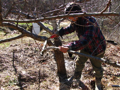 Cutting off a peach limb