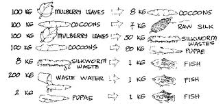 Feeding silkworms to fish