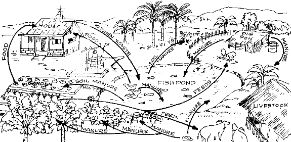 Pond permaculture system