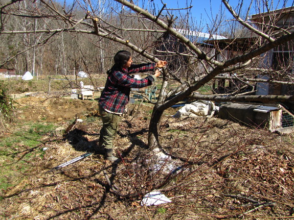 Pruning a peach tree