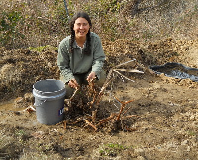 Planting cattails