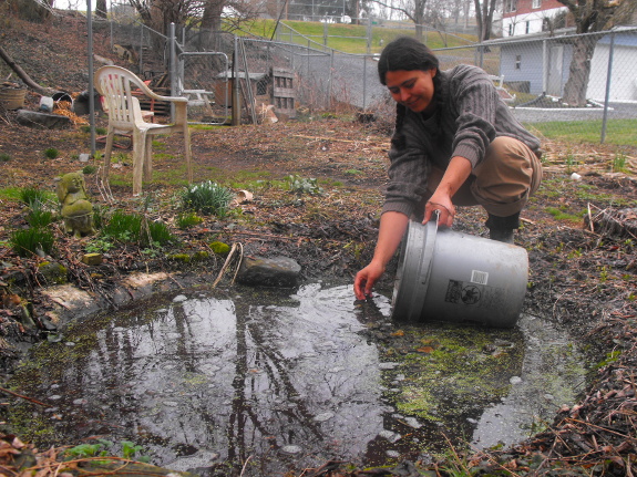 Pond inoculant