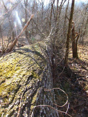Oak trunk