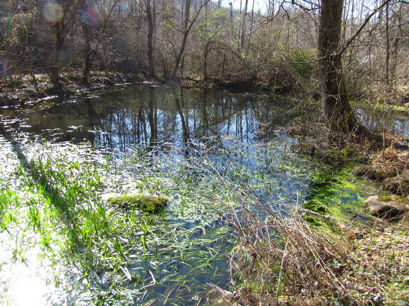 Spring-fed pond