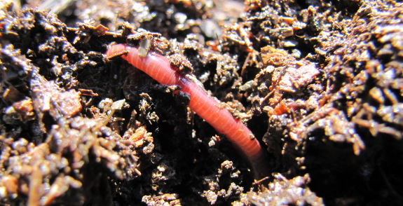 Compost worm