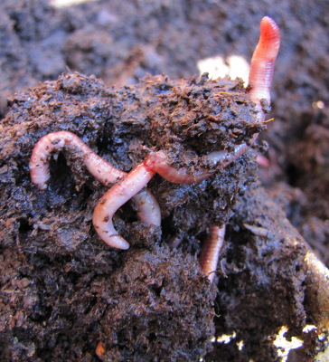 Worms in horse manure