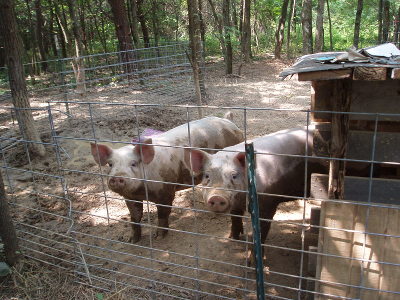 Young pigs