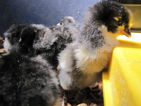 Day-old chick