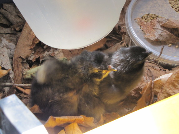 Newly hatched chicks