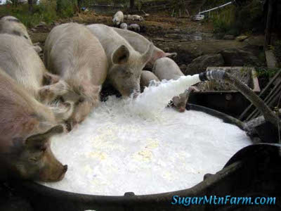 Feeding pigs whey