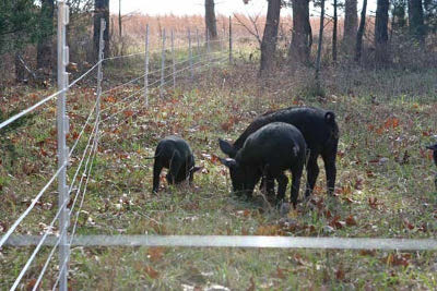 Pig fencing